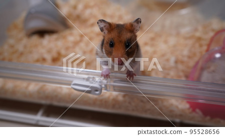 Cute hamster 95528656