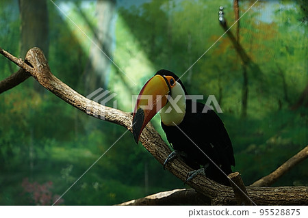 多哥巨嘴鳥 95528875