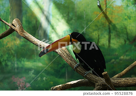 多哥巨嘴鳥 95528876