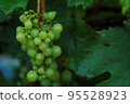 branch of green grapes on a bush with dew drops. 95528923