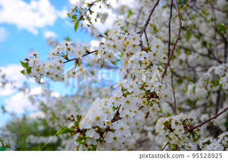 white flowers of cherry tree in spring against blue sky white flowers of cherry tree in spring against blue sky 95528925