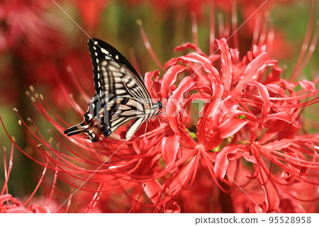 日本燕尾和叢枝孤挺花❾ 95528958