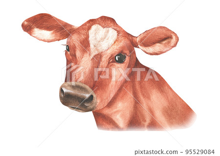 Portrait of a cow. Watercolor illustration. Isolated on a white background. 95529084