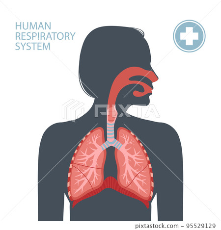 Human respiratory system Human respiratory system 95529129