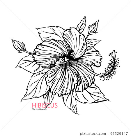 Hand drawn Hibiscus sketch Hand drawn Hibiscus sketch 95529147