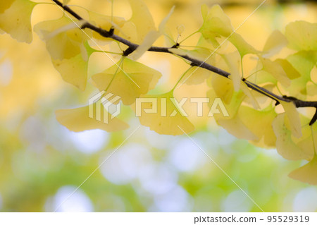 變成紅色的銀杏葉 變成紅色的銀杏葉 95529319