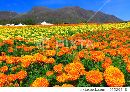 [Oita Prefecture] Kuju Flower Park in fine weather (colorful marigolds of the plateau) 95529548