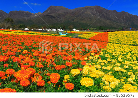 [大分縣]好天氣的九重花卉公園（高原的五彩金盞花） 95529572