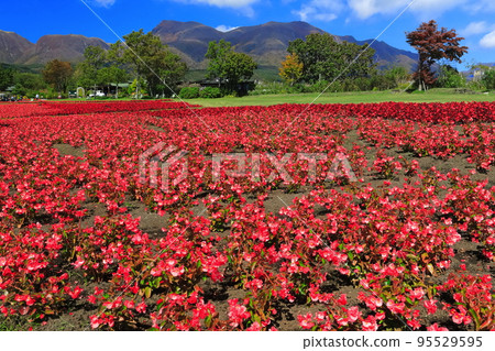 [大分縣]陽光九重花卉公園（彩山海棠） 95529595