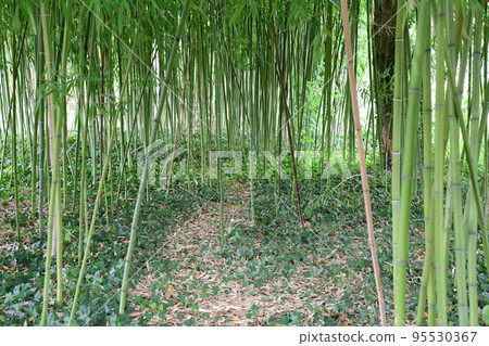 吉維尼池塘周圍的竹林 95530367