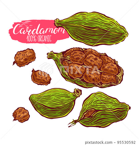 set of colorful cardamom - Stock Illustration [95530592] - PIXTA