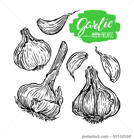 set of Garlic 95530598