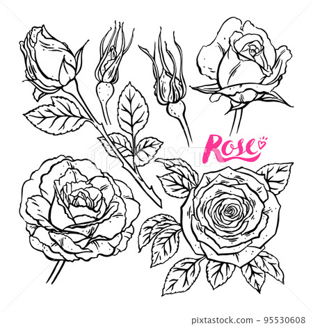 set of sketch roses 95530608
