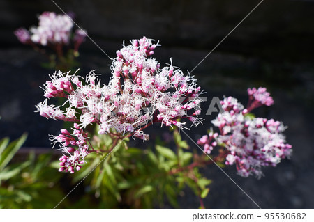 Flowering of Fuji Bakama Flowering of Fuji Bakama 95530682