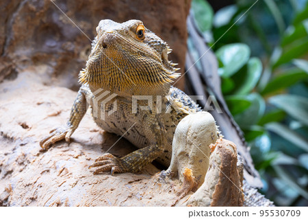 Inland Bearded Dragon, Pogona vitticeps 95530709