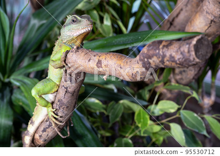 Thai water dragon, Physignathus cocincinus Thai water dragon, Physignathus cocincinus 95530712