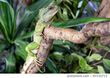 Thai water dragon, Physignathus cocincinus Thai water dragon, Physignathus cocincinus 95530713