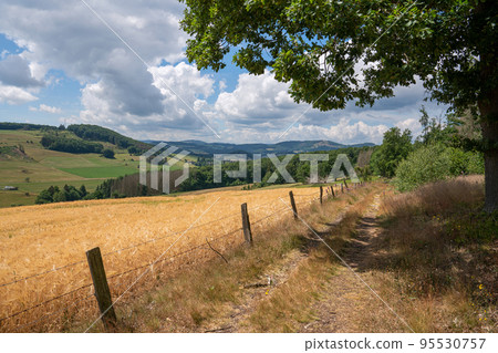 Landscape of Rothaar Mountains, Sauerland, Germany 95530757