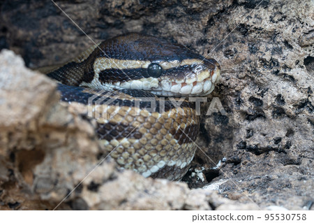 Royal Python, Python regius Royal Python, Python regius 95530758