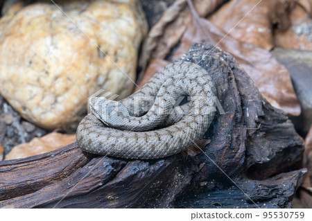 Asp viper, Vipera aspis Asp viper, Vipera aspis 95530759