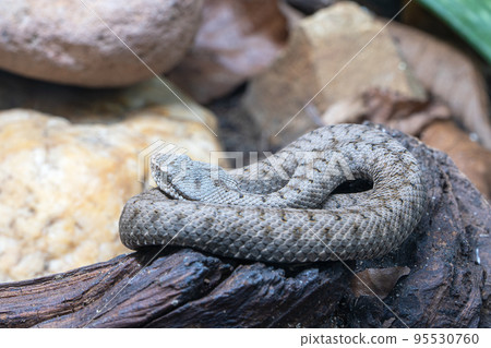 Asp viper, Vipera aspis Asp viper, Vipera aspis 95530760