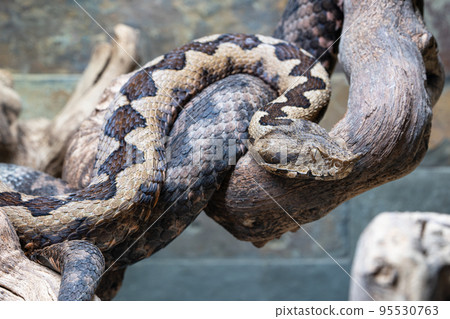 Nose-horned viper, Vipera ammodytes Nose-horned viper, Vipera ammodytes 95530763