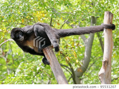 Geoffroy spider monkey holding on to its tail 95531207