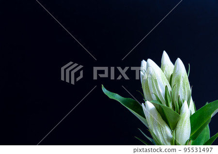 Gentian 95531497