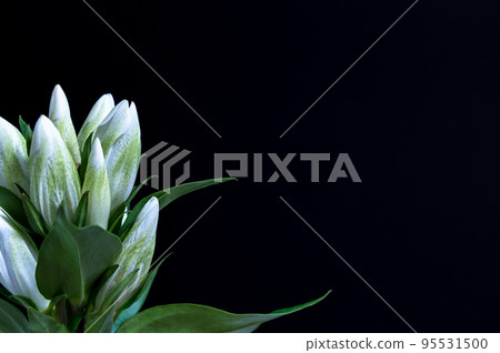 Gentian Gentian 95531500