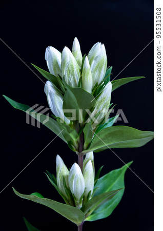 Gentian 95531508