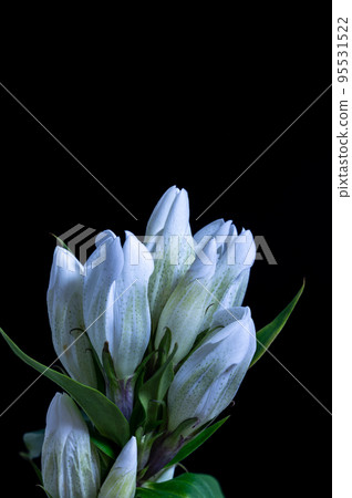 Gentian Gentian 95531522