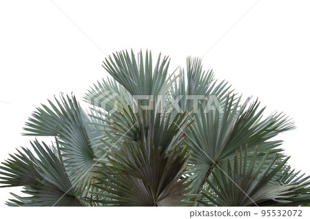 leaves on a white background isolate leaves on a white background isolate 95532072