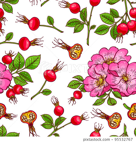 dogrose flowers and fruits dogrose flowers and fruits 95532767