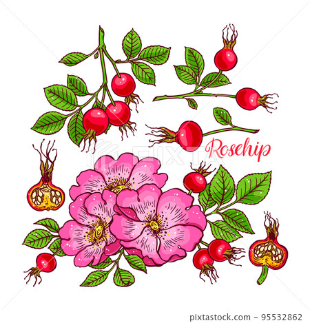 set of dogrose flowers and fruits set of dogrose flowers and fruits 95532862