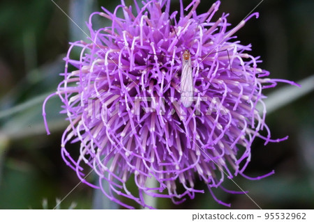 thistle and crane fly 95532962