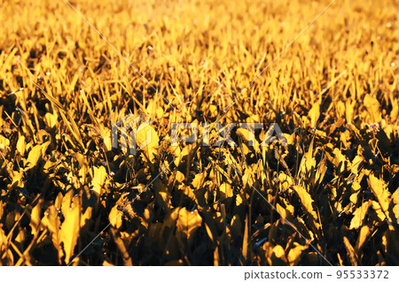 Summer grass 95533372
