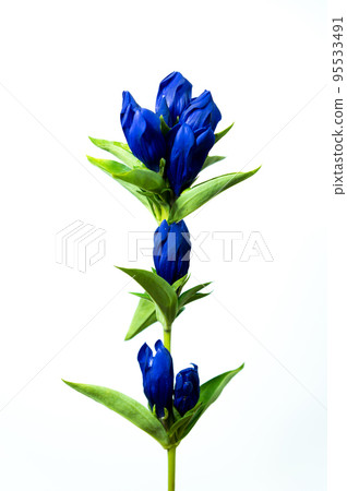 龍膽 龍膽 95533491