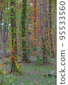 被秋葉染紅的森林 95533560