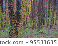 被秋葉染紅的森林 95533635