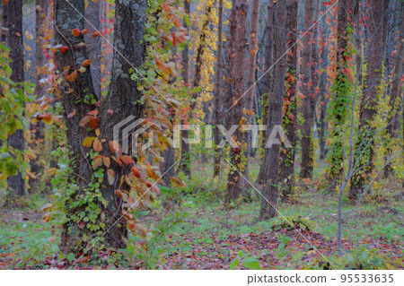 被秋葉染紅的森林 95533635