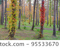 被秋葉染紅的森林 95533670