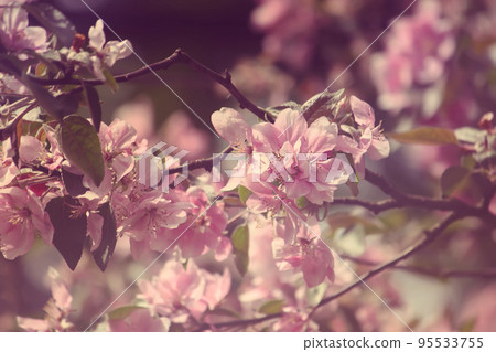 Wild flowers Wild flowers 95533755