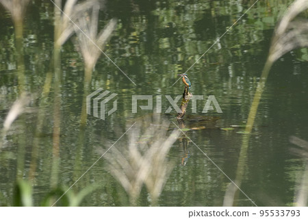 A kingfisher that aims at small fish 95533793