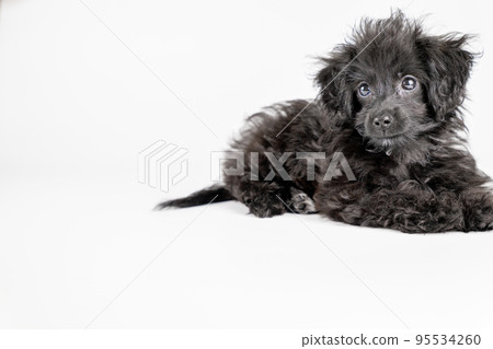 躺著看相機的混種小狗 躺著看相機的混種小狗 95534260