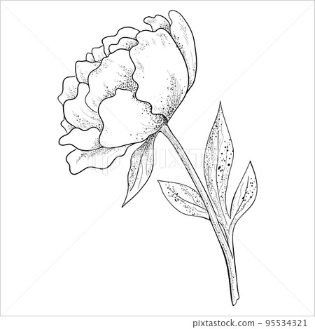 Vector graphics of a peony flower. 95534321