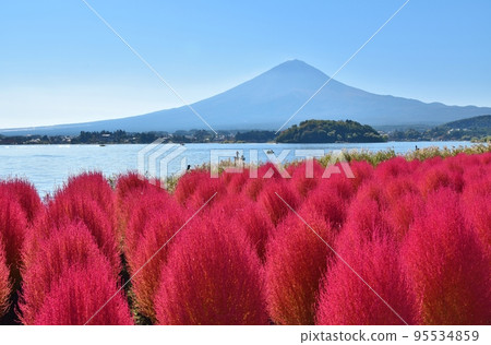 Kochia in Oishi Park, Mt. Fuji and Lake Kawaguchi, Yamanashi 95534859