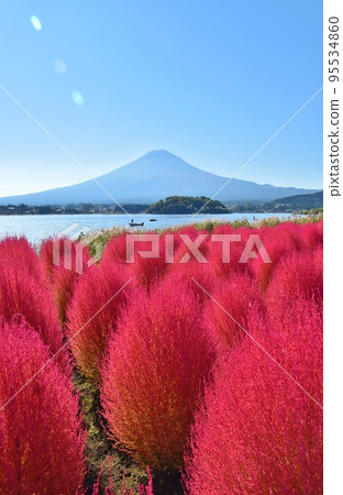 大石公園、富士山和河口湖、山梨縣的地膚子 大石公園、富士山和河口湖、山梨縣的地膚子 95534860