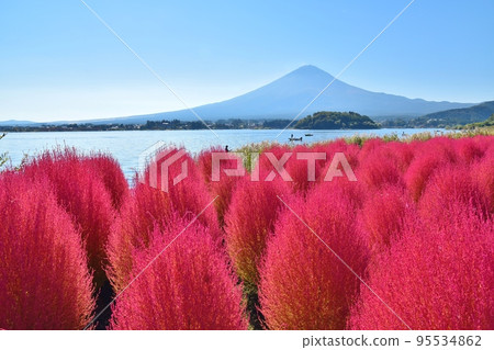 Kochia in Oishi Park, Mt. Fuji and Lake Kawaguchi, Yamanashi Kochia in Oishi Park, Mt. Fuji and Lake Kawaguchi, Yamanashi 95534862