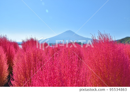 Kochia in Oishi Park, Mt. Fuji and Lake Kawaguchi, Yamanashi Kochia in Oishi Park, Mt. Fuji and Lake Kawaguchi, Yamanashi 95534863