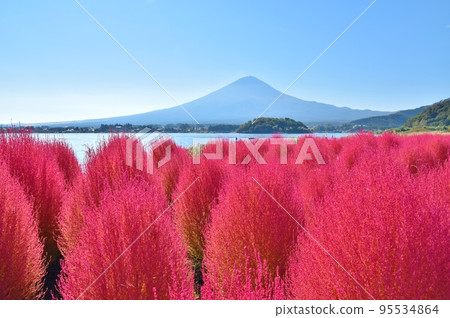 Kochia in Oishi Park, Mt. Fuji and Lake Kawaguchi, Yamanashi Kochia in Oishi Park, Mt. Fuji and Lake Kawaguchi, Yamanashi 95534864